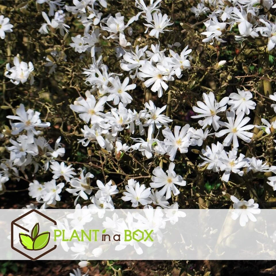 Magnolia - Mix Van 3 - Susan, Soulangeana, Stellata - Pot 9cm - Hoogte 25-40cm - Afbeelding 4