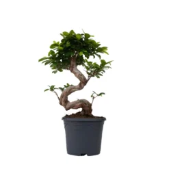 Ficus Ginseng S-Shape - Japanse Bonsai - Pot 20cm - Hoogte 55-65cm