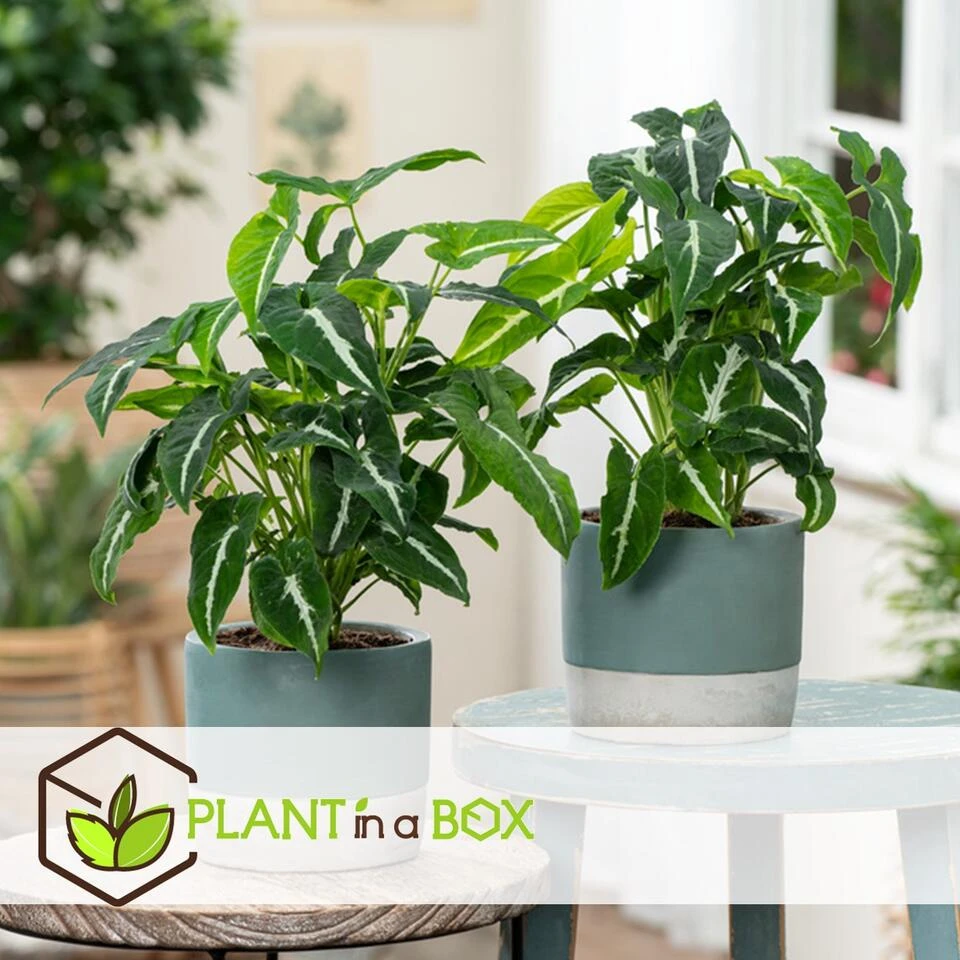 Syngonium Wendlandii - Pot 12cm - Hoogte 20-30cm - Afbeelding 2