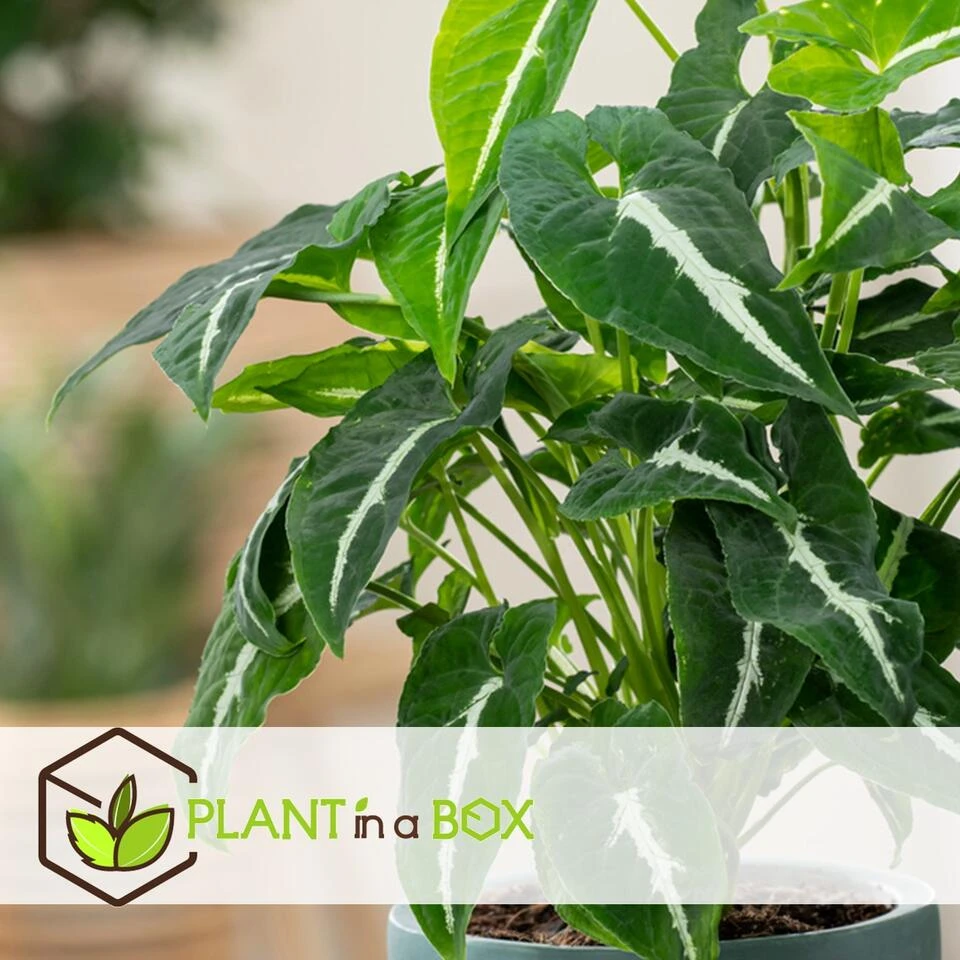 Syngonium Wendlandii - Pot 12cm - Hoogte 20-30cm - Afbeelding 4