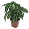Syngonium Wendlandii - Pot 12cm - Hoogte 20-30cm
