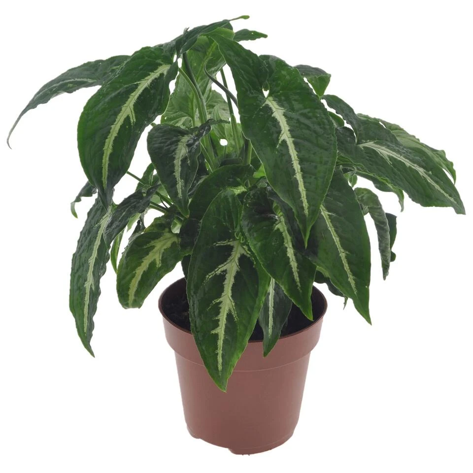 Syngonium Wendlandii - Pot 12cm - Hoogte 20-30cm