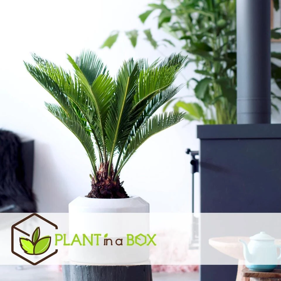 Cycas Revoluta - Varenpalm - Pot 15cm - Hoogte 45-60cm - Afbeelding 3