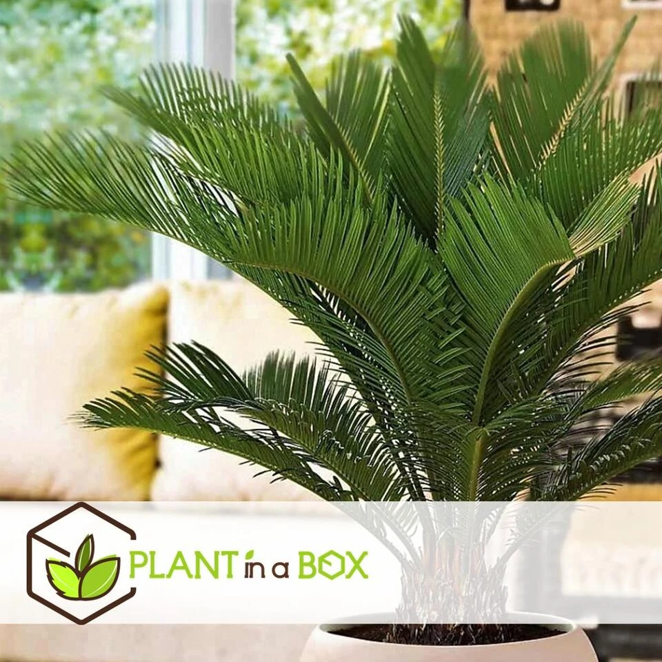 Cycas Revoluta - Varenpalm - Pot 15cm - Hoogte 45-60cm - Afbeelding 4
