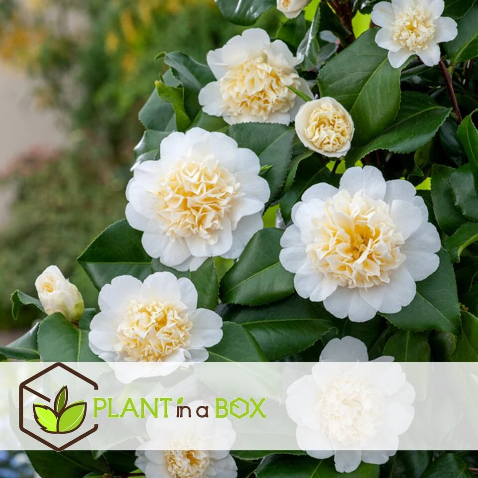 Camellia Japonica "Brushfield's Yellow" - Roos - Pot 15cm - Hoogte 50-60cm - Afbeelding 3