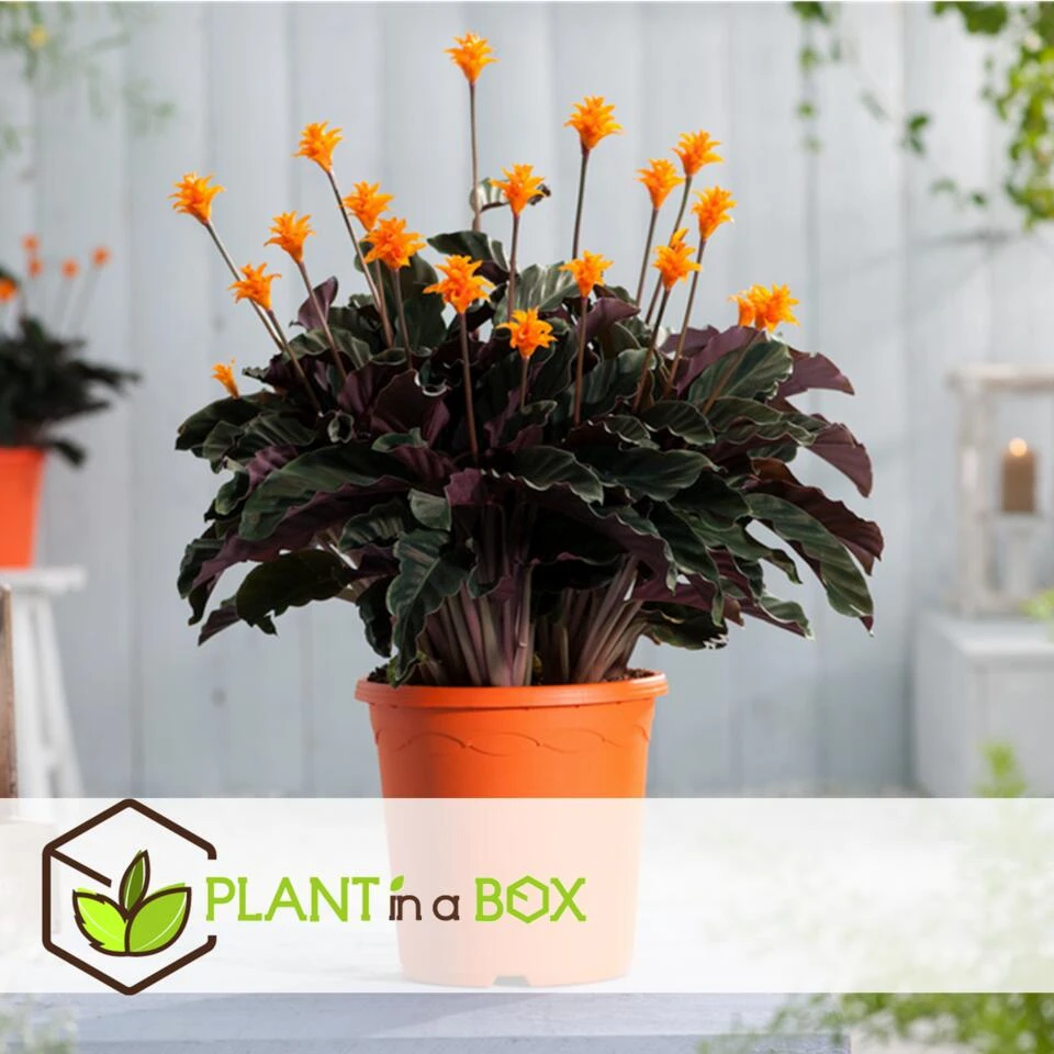 Calathea Crocata - Set Van 2 - Luchtzuiverend - Pot 14cm - Hoogte 40-50cm - Afbeelding 2