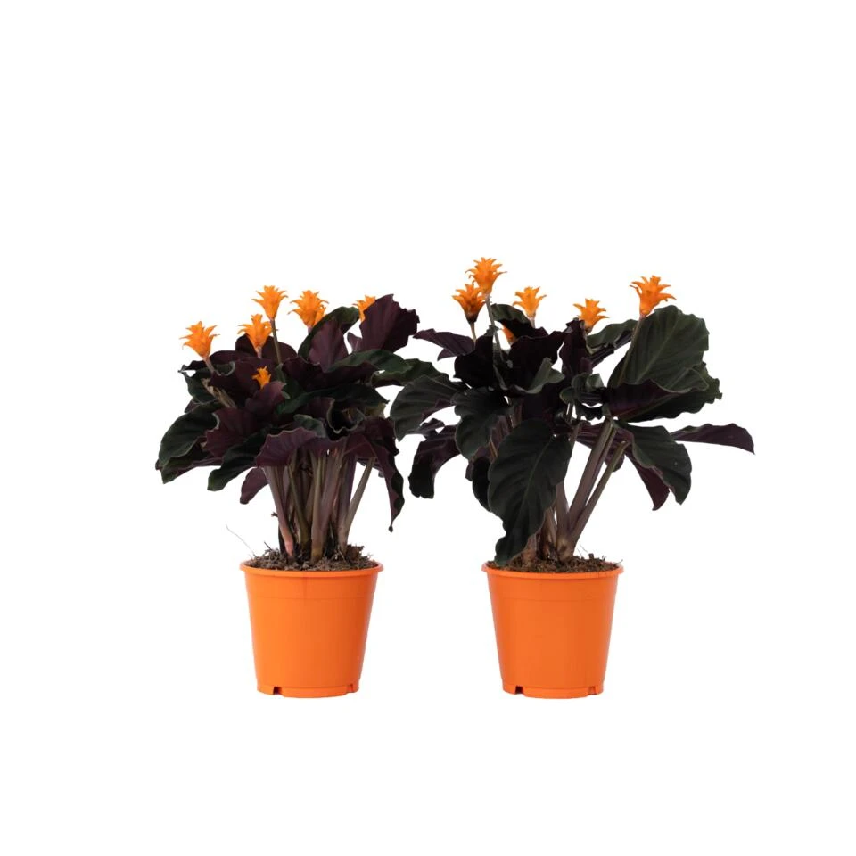 Calathea Crocata - Set Van 2 - Luchtzuiverend - Pot 14cm - Hoogte 40-50cm