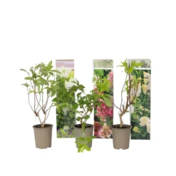 Hortensia Paniculata - Mix Van 3 - Tuinplanten - Pot 9cm - Hoogte 25-35cm