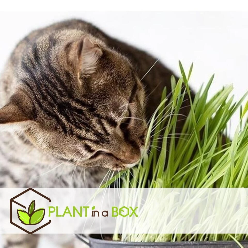 Mix Van 4 Diervriendelijke Planten - Pot 12cm - Hoogte 20-40cm - Afbeelding 3