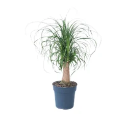 Beaucarnea Recurvata - Robuuste Stam - Olifantspoot - Pot 21cm - Hoogte 60-70cm