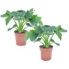 Philodendron Bipinnatifidum 'Atom - Set Van 2 - Pot 12cm - Hoogte 30-40cm