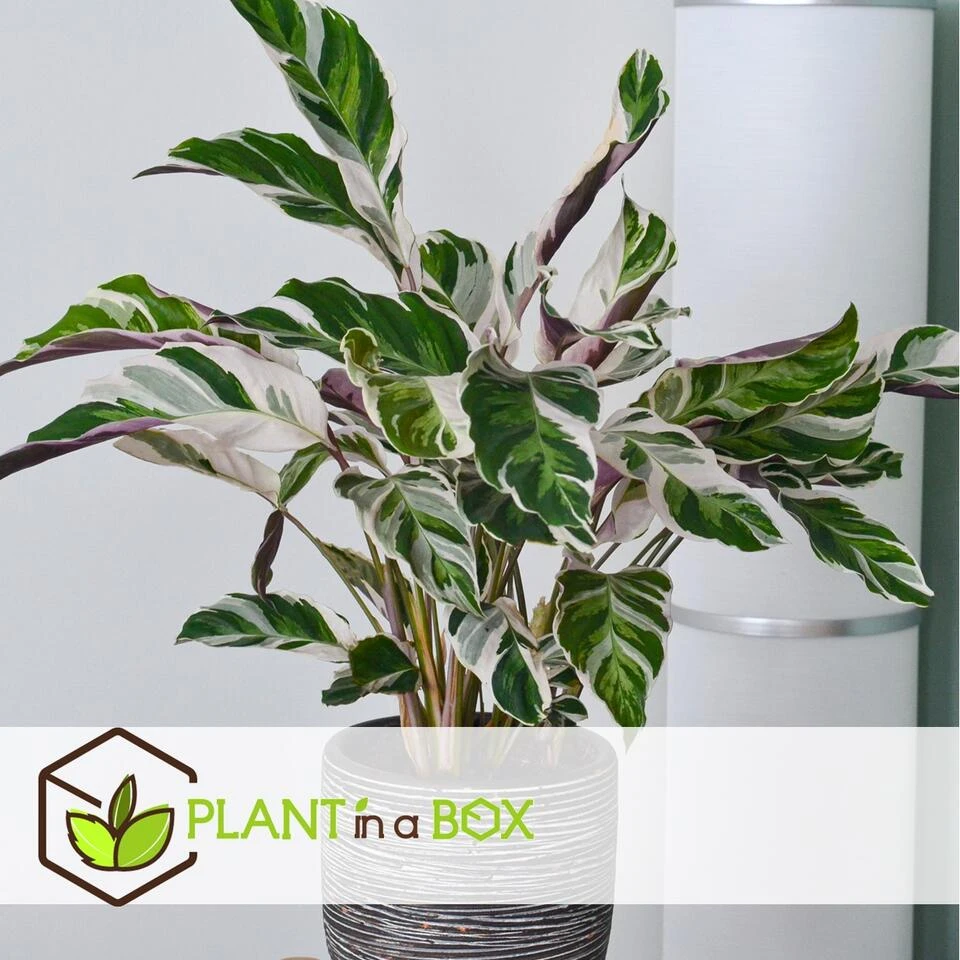Calathea Crocata - Set Van 2 - Exotisch - Pot 14cm - Hoogte 30-40cm - Afbeelding 2