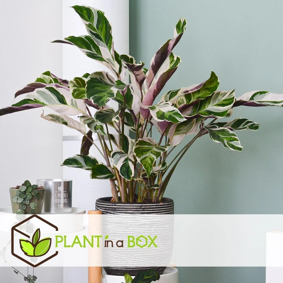 Calathea Crocata - Set Van 2 - Exotisch - Pot 14cm - Hoogte 30-40cm - Afbeelding 4