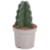 Cereus Jamacaru - Cactus "Cuddly" - Pot 12cm - Hoogte 25-30cm