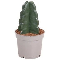 Cereus Jamacaru - Cactus "Cuddly" - Pot 12cm - Hoogte 25-30cm