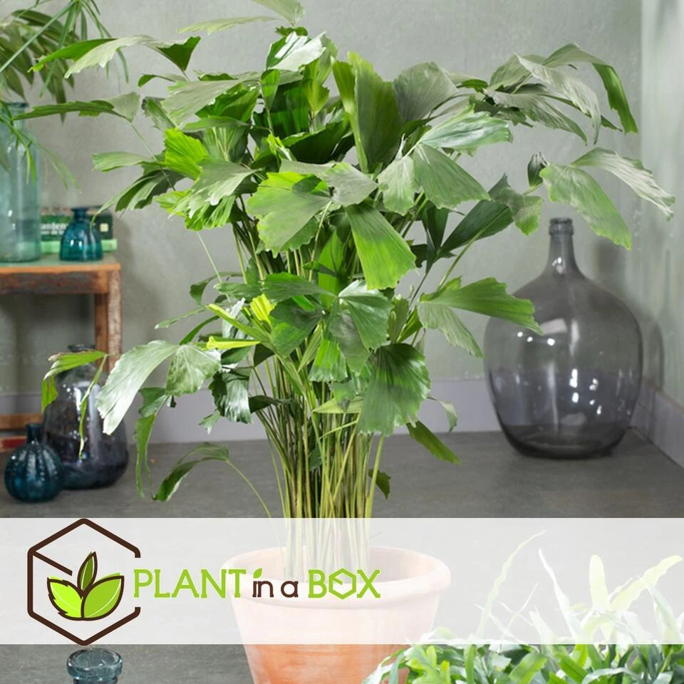 Caryota Mitis - Groene Kamerplant - Pot 27cm - Hoogte 120-130cm - Afbeelding 2