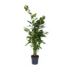Caryota Mitis - Groene Kamerplant - Pot 27cm - Hoogte 120-130cm