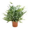 Phlebodium Aureum 'Blue Star' - Blauwvaren - Pot 17cm - Hoogte 40-50cm