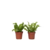 Asplenium Crispy Wave - Pot 12cm - Hoogte 25-40cm