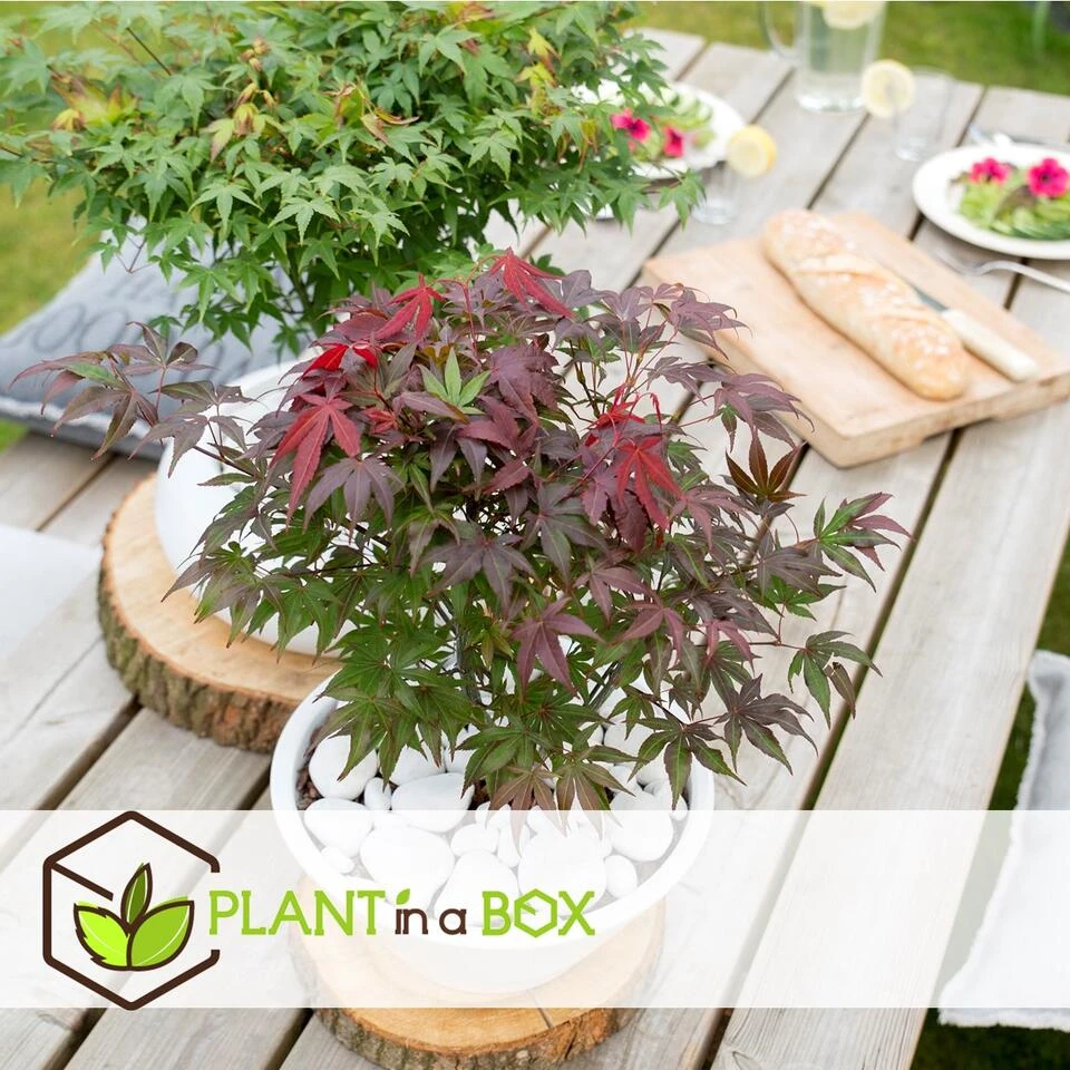 Acer Palmatum ´Atropurpureum´ - Set Van 2 - Esdoorn - Pot 19cm - Hoogte 60-70cm - Afbeelding 2