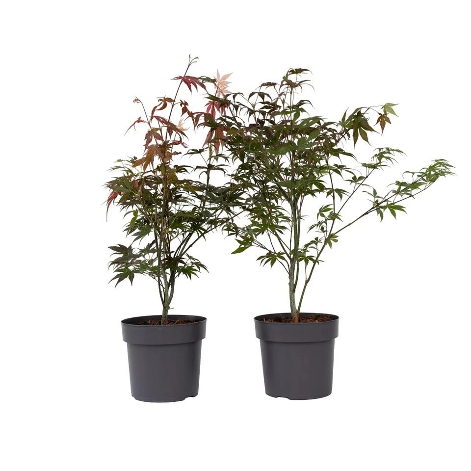 Acer Palmatum ´Atropurpureum´ - Set Van 2 - Esdoorn - Pot 19cm - Hoogte 60-70cm
