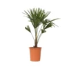 Trachycarpus Fortunei - Waaierpalmboom - Pot 21cm - Hoogte 65-75cm