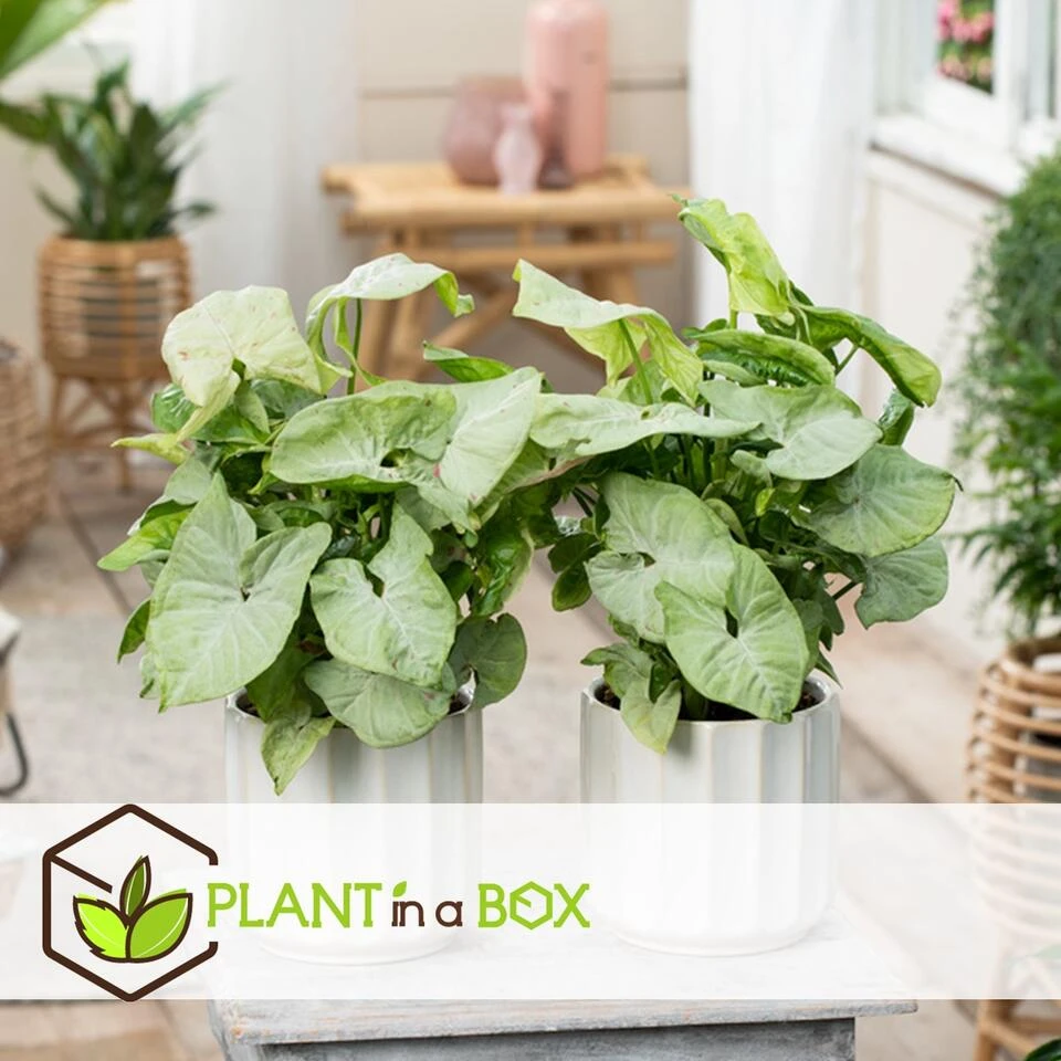 Syngonium Milk Confetti - Pot 12cm - Hoogte 20-30cm - Afbeelding 2