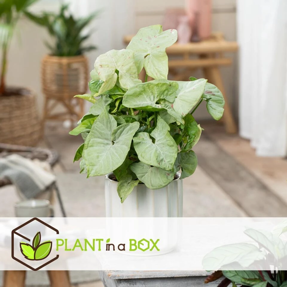 Syngonium Milk Confetti - Pot 12cm - Hoogte 20-30cm - Afbeelding 3