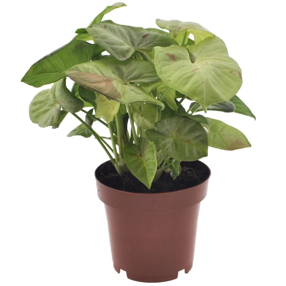 Syngonium Milk Confetti - Pot 12cm - Hoogte 20-30cm