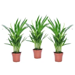 Dypsis Lutescens - Areca Goudpalm - Set Van 3 - Pot 12cm - Hoogte 30-45cm