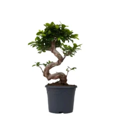 Ficus Ginseng S-Shape - Set Van 2 - Japanse Bonsai - Pot 20cm - Hoogte 55-65cm