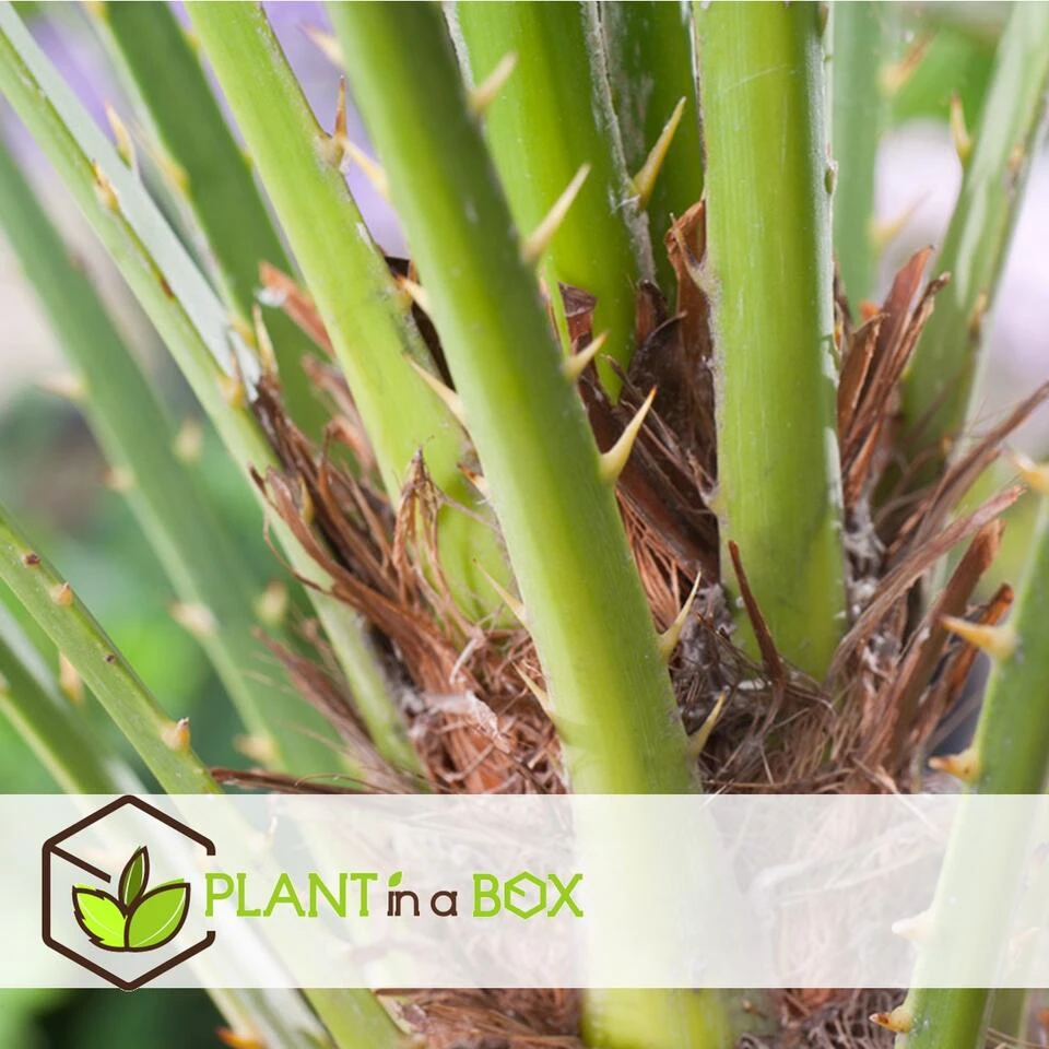 Chamaerops Humilis - Europese Dwergpalm - Pot 21cm - Hoogte 70-80cm - Afbeelding 2