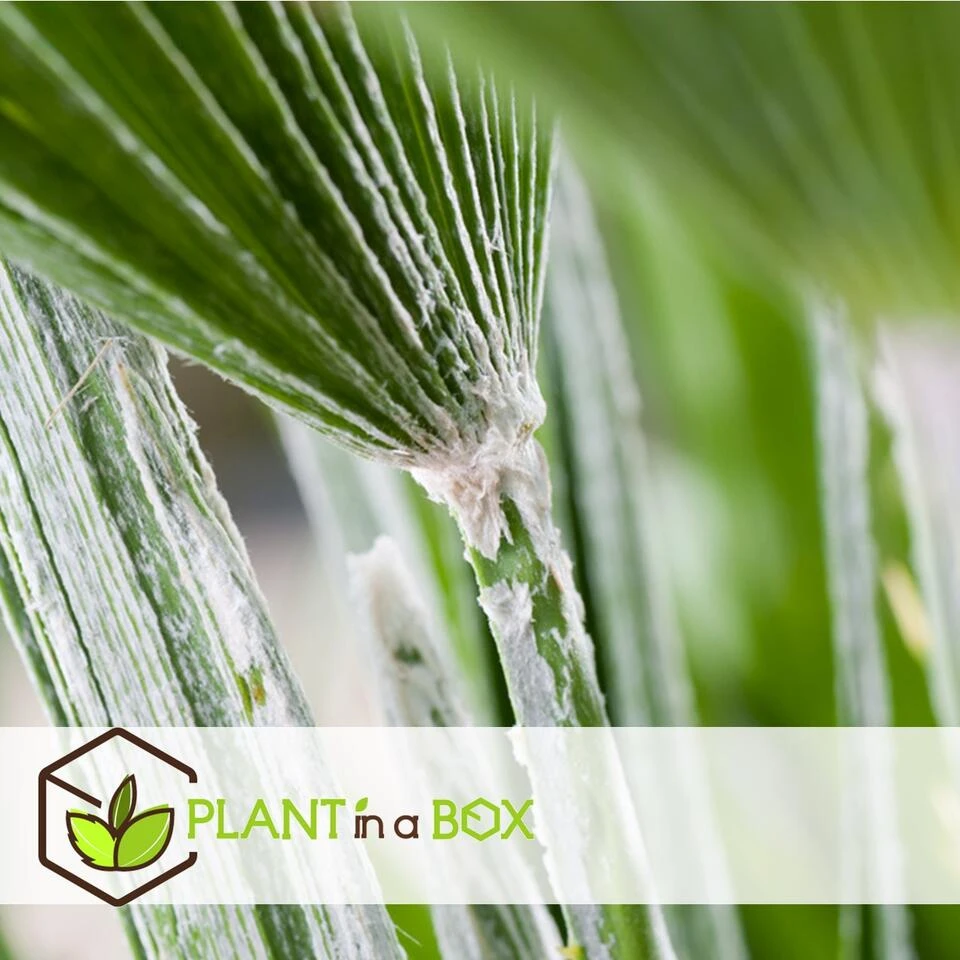 Chamaerops Humilis - Europese Dwergpalm - Pot 21cm - Hoogte 70-80cm - Afbeelding 4