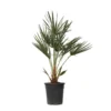 Chamaerops Humilis - Europese Dwergpalm - Pot 21cm - Hoogte 70-80cm