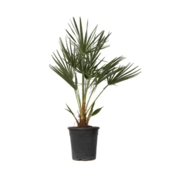 Chamaerops Humilis - Europese Dwergpalm - Pot 21cm - Hoogte 70-80cm