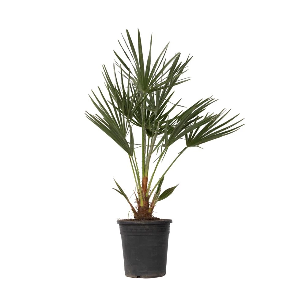 Chamaerops Humilis - Europese Dwergpalm - Pot 21cm - Hoogte 70-80cm