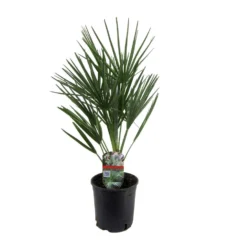 Chamaerops Humilis - Europese Dwergpalm - Pot 15cm - Hoogte 50-60cm