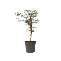 Acer Palmatum 'Garnet' - Japanse Esdoorn - Pot 19cm - Hoogte 60-70cm