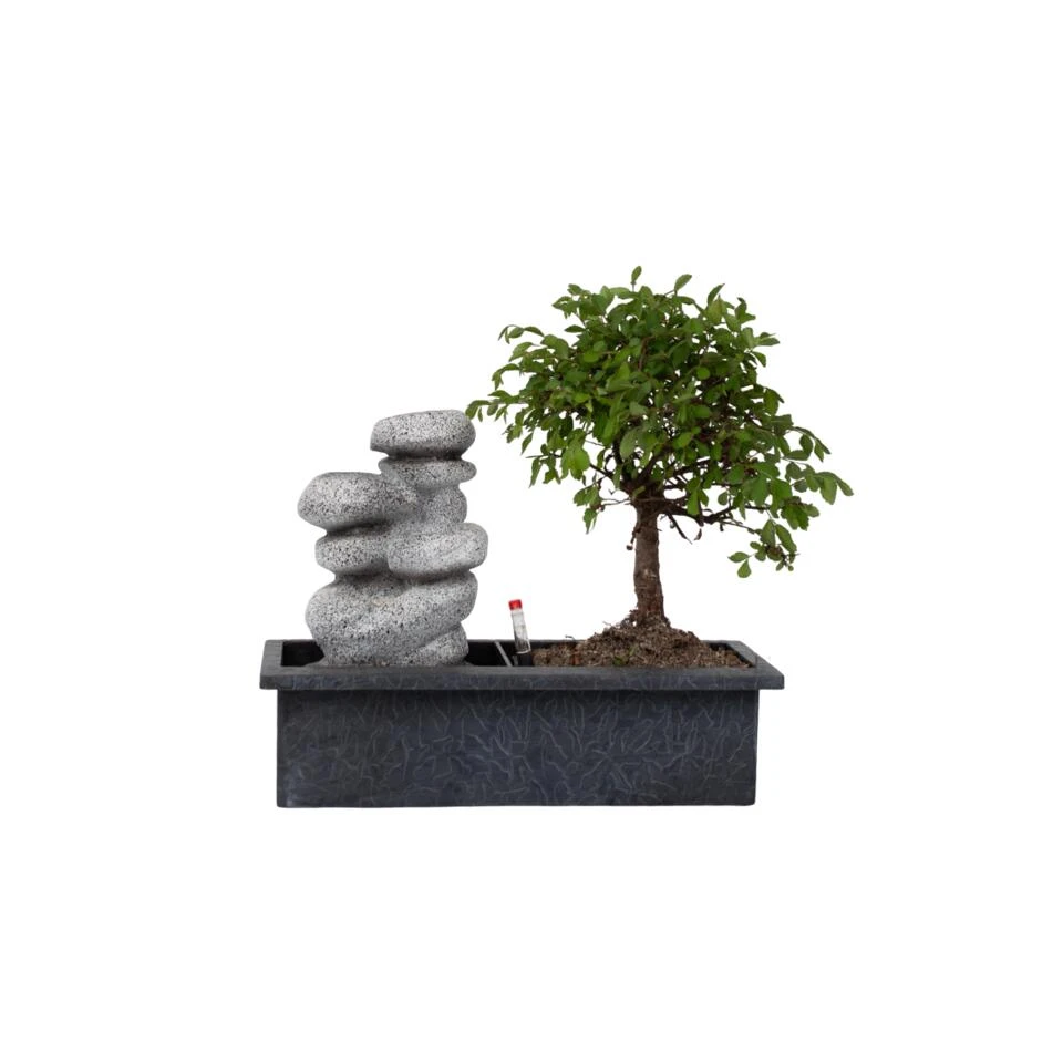 Bonsai Boom Met Easy-care Watersysteem - Zen Stenen - Hoogte 25-35cm