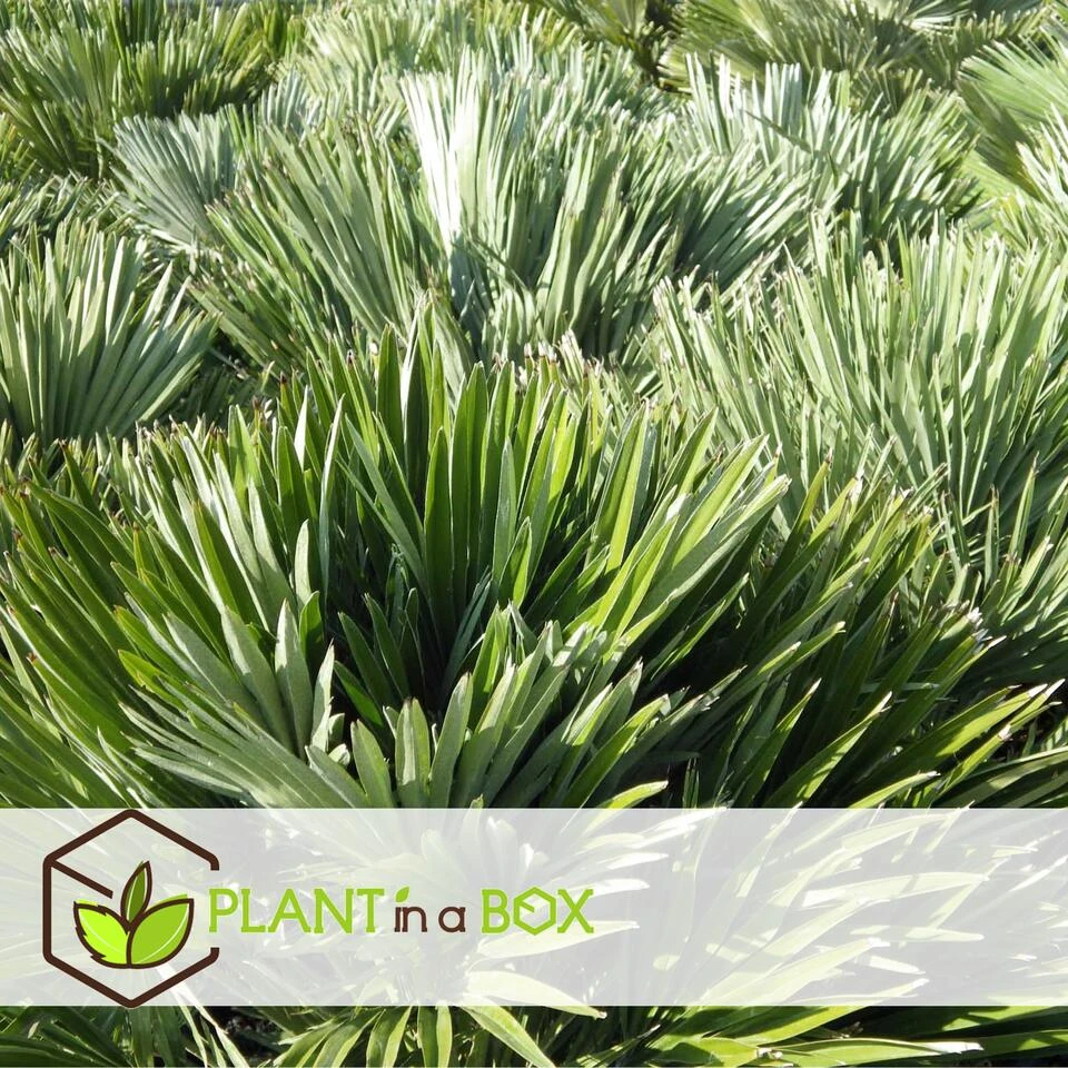 Chamaerops 'Vulcano' - Set Van 2 - Dwergpalm - Pot 19cm - Hoogte 35-45cm - Afbeelding 4