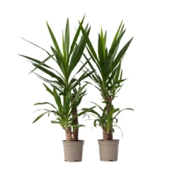 Yucca Elephantipes - Set Van 2 - Kamerpalm - Pot 21cm - Hoogte 70-80cm