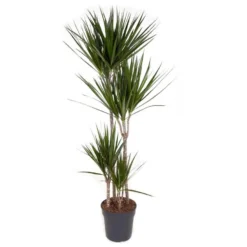 Dracaena Marginata - XL Drakenboom - Top 27cm - Hoogte 150-160cm