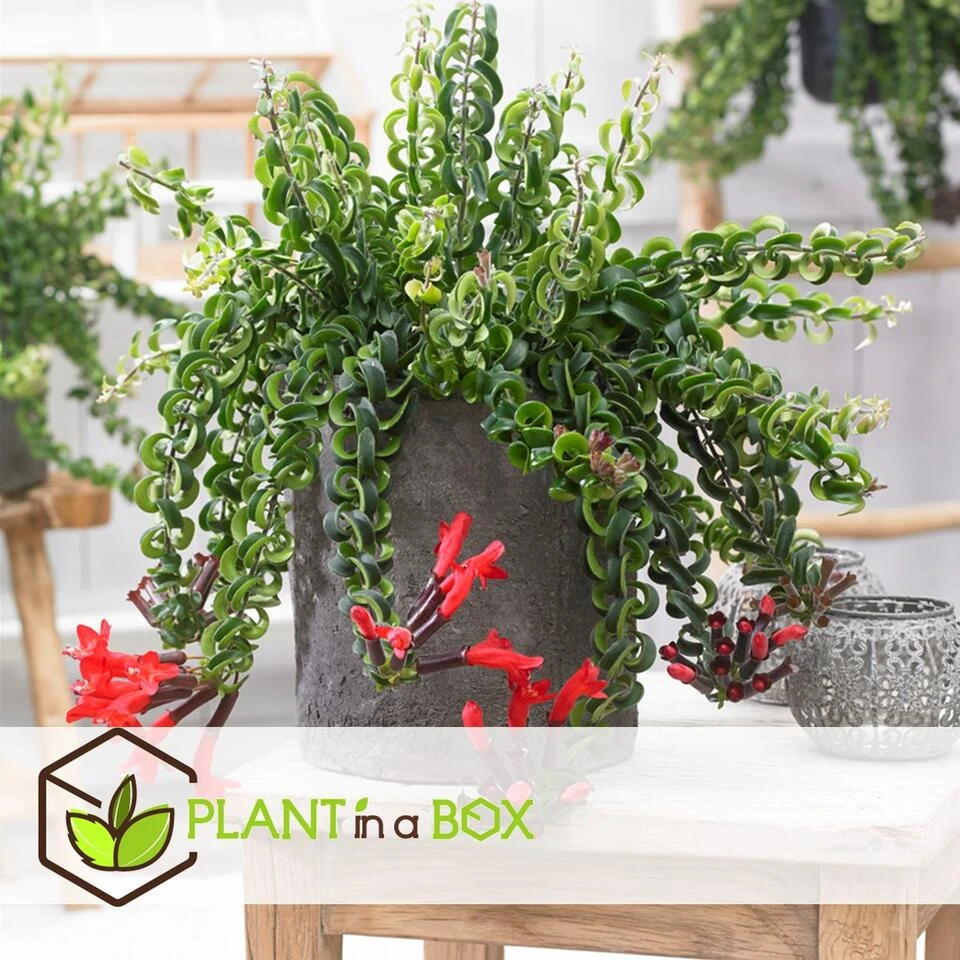 Aeschynantus Twister - Set Van 2 - Pot 15cm - Hoogte 20-30cm - Afbeelding 2