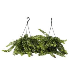 Aeschynantus Twister - Set Van 2 - Pot 15cm - Hoogte 20-30cm
