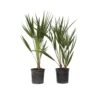 Chamaerops Humilis - Set Van 2 - Europese Dwergpalm - Pot 15cm - Hoogte 50-60cm