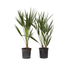 Chamaerops Humilis - Set Van 2 - Europese Dwergpalm - Pot 15cm - Hoogte 50-60cm