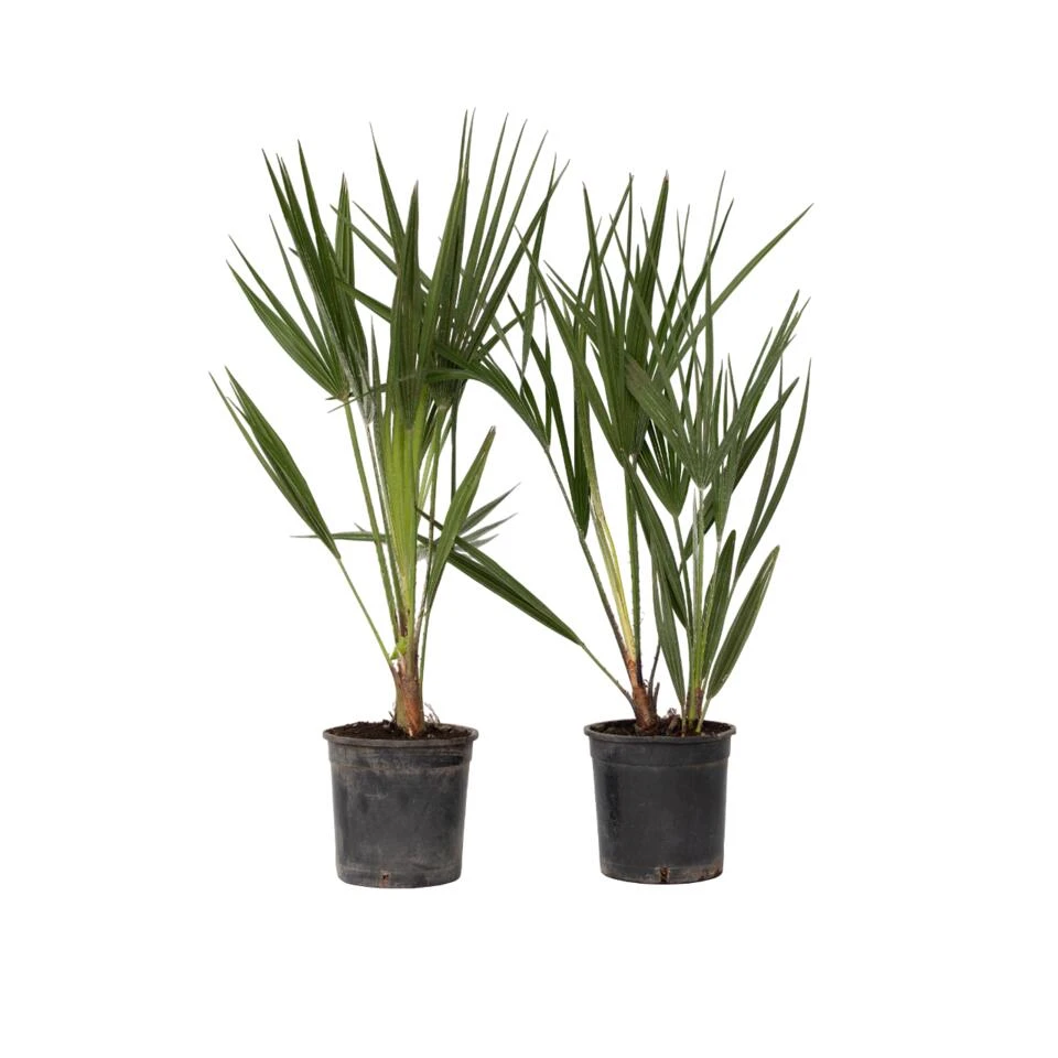 Chamaerops Humilis - Set Van 2 - Europese Dwergpalm - Pot 15cm - Hoogte 50-60cm
