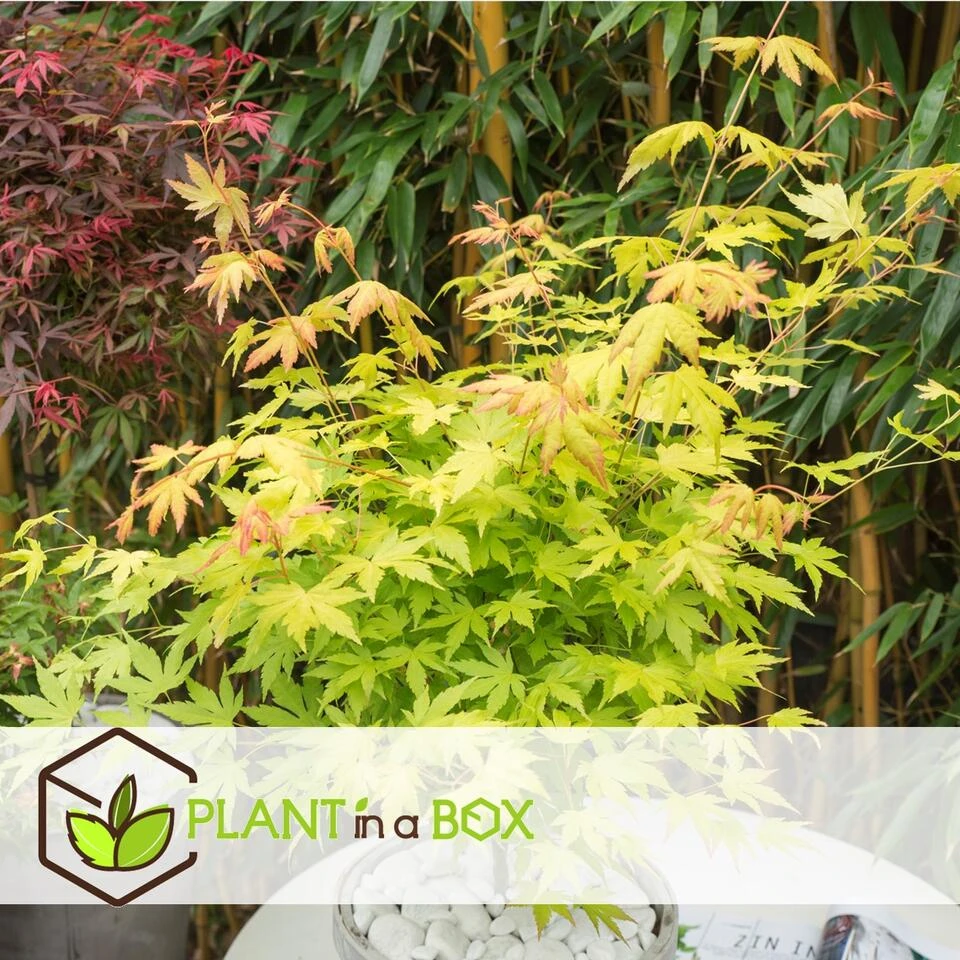 Acer 'Orange Dream' - Japanse Esdoorn - Pot 19cm - Hoogte 60-70cm - Afbeelding 2