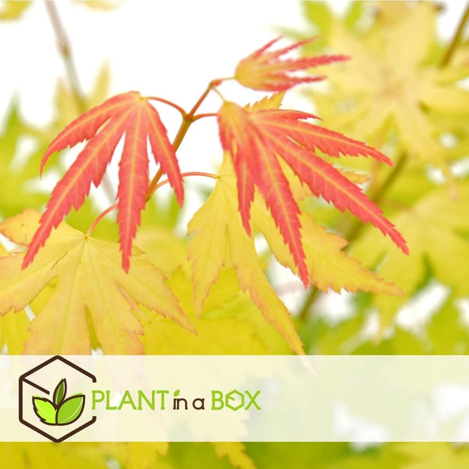 Acer 'Orange Dream' - Japanse Esdoorn - Pot 19cm - Hoogte 60-70cm - Afbeelding 3