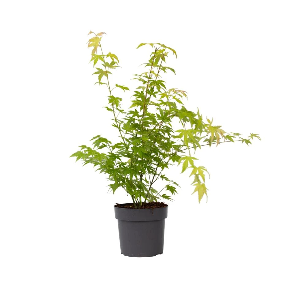 Acer 'Orange Dream' - Japanse Esdoorn - Pot 19cm - Hoogte 60-70cm